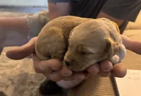 Yellow , a female Miniature Goldendoodle for sale in Groton, NY – 1 of 3
