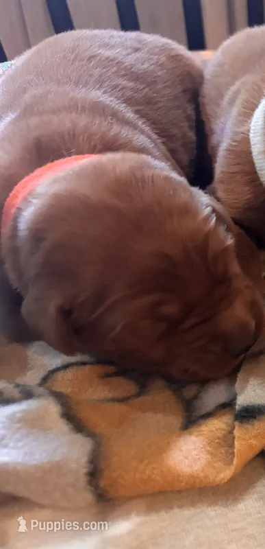 Orange collar boy – Golden Retriever puppy for sale in Groton, NY