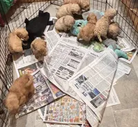 Navy, a male Miniature Goldendoodle for sale in Groton, NY – 7 of 8
