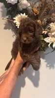 Brown, a female Goldendoodle for sale in Groton, NY – 5 of 9