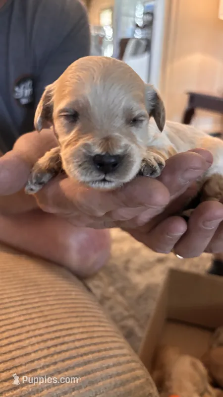 Black – Miniature Goldendoodle puppy for sale in Groton, NY