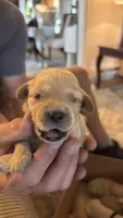 Brown , a female Miniature Goldendoodle for sale in Groton, NY – 2 of 4