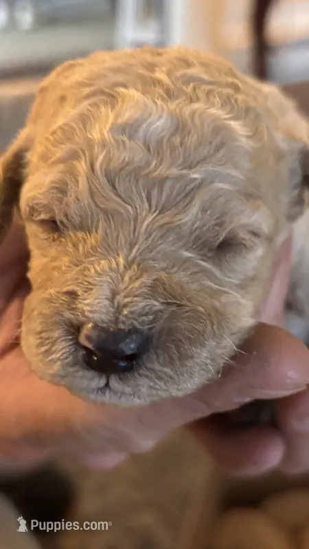 White – Miniature Goldendoodle puppy for sale in Groton, NY