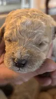 White, a male Miniature Goldendoodle for sale in Groton, NY – 1 of 3