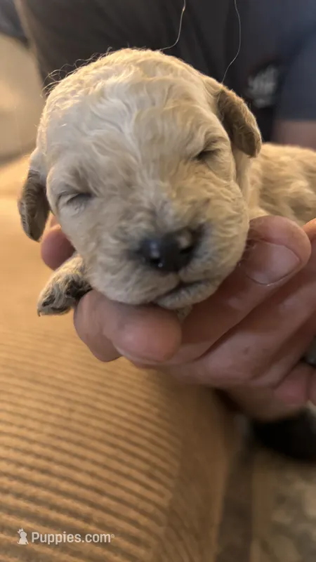 Orange  – Miniature Goldendoodle puppy for sale in Groton, NY