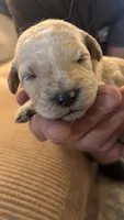 Orange , a female Miniature Goldendoodle for sale in Groton, NY – 1 of 3