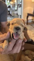 Brown , a female Miniature Goldendoodle for sale in Groton, NY – 3 of 4