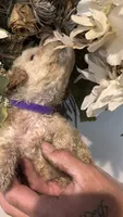 Purple , a female Miniature Goldendoodle for sale in Groton, NY – 6 of 9