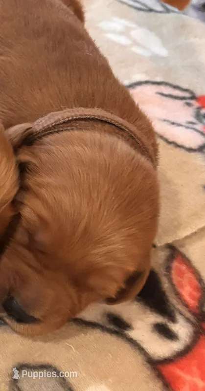 Brown collar boy – Golden Retriever puppy for sale in Groton, NY