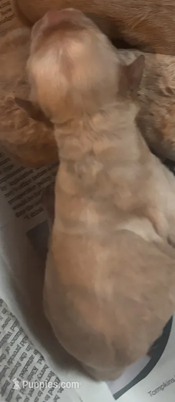 Apricot  – Miniature Goldendoodle puppy for sale in Groton, NY