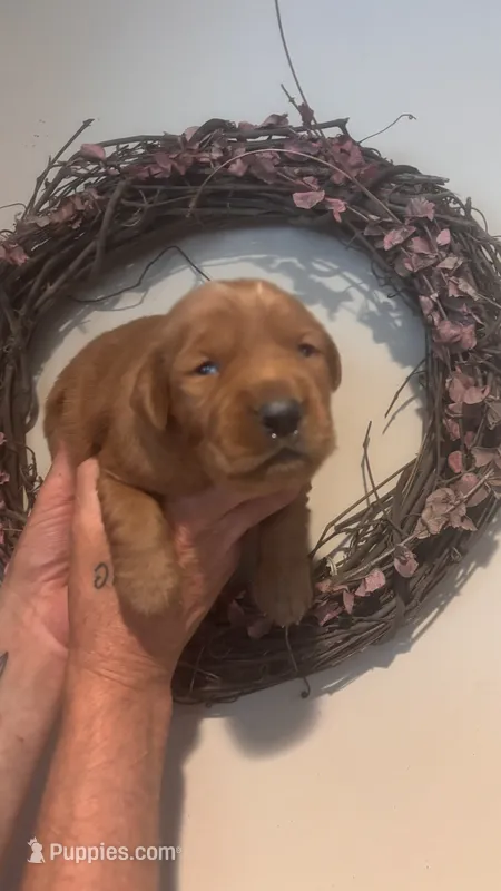 Orange collar boy – Golden Retriever puppy for sale in Groton, NY