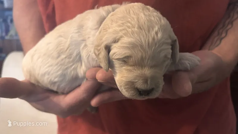 Blue Boy – Goldendoodle puppy for sale in Groton, NY