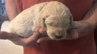 Blue Boy, a male Goldendoodle for sale in Groton, NY – 1 of 2