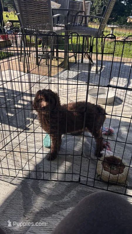 Brown – Goldendoodle puppy for sale in Groton, NY