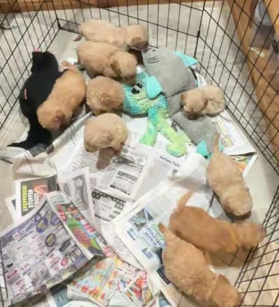 Red, a male Miniature Goldendoodle for sale in Groton, NY – 8 of 8