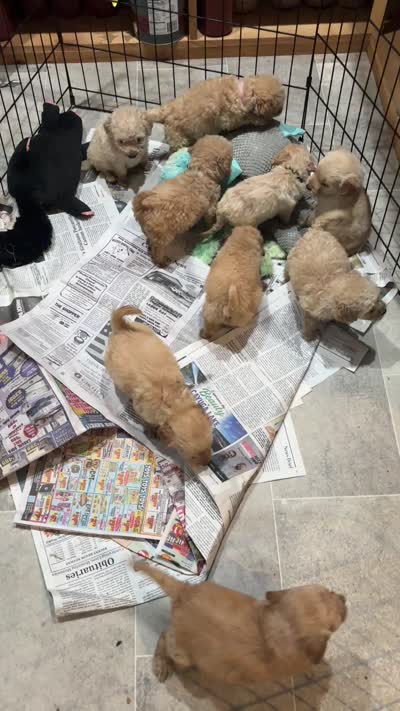 Purple , a female Miniature Goldendoodle for sale in Groton, NY – 9 of 9