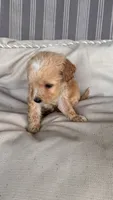 Purple , a female Miniature Goldendoodle for sale in Groton, NY – 7 of 9