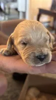 Red, a male Miniature Goldendoodle for sale in Groton, NY – 3 of 3