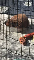 Chocolate , a female Goldendoodle for sale in Groton, NY – 2 of 8