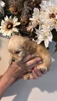 Brown , a female Miniature Goldendoodle for sale in Groton, NY – 8 of 9