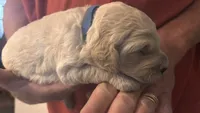 Blue Boy, a male Goldendoodle for sale in Groton, NY – 2 of 2
