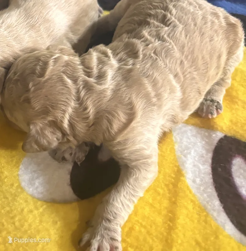 Male – Miniature Goldendoodle puppy for sale in Groton, NY