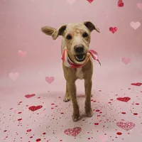 Honey, a female Miniature Goldendoodle for sale in Groton, NY – Photo 5 of 5