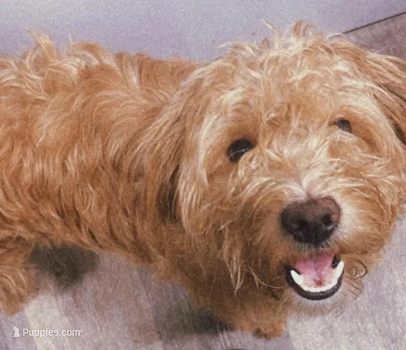 Honey, a female Miniature Goldendoodle for sale in Groton, NY – Photo 1 of 5