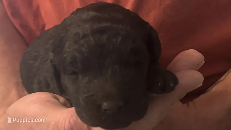 Black Boy – Goldendoodle puppy for sale in Groton, NY