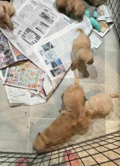 Brown , a female Miniature Goldendoodle for sale in Groton, NY – 7 of 9