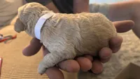 White, a male Miniature Goldendoodle for sale in Groton, NY – 3 of 3