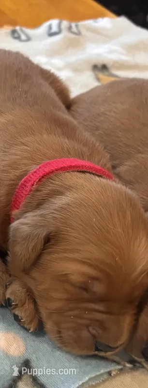 Red Collar Boy – Golden Retriever puppy for sale in Groton, NY