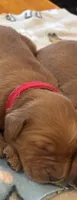 Red Collar Boy, a male Golden Retriever for sale in Groton, NY – 1 of 1