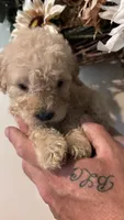 Navy, a male Miniature Goldendoodle for sale in Groton, NY – 6 of 8