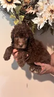 Brown, a female Goldendoodle for sale in Groton, NY – 4 of 9