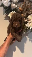Brown, a female Goldendoodle for sale in Groton, NY – 9 of 9