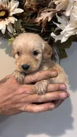 Red, a male Miniature Goldendoodle for sale in Groton, NY – 7 of 8
