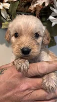 Red, a male Miniature Goldendoodle for sale in Groton, NY – 5 of 8