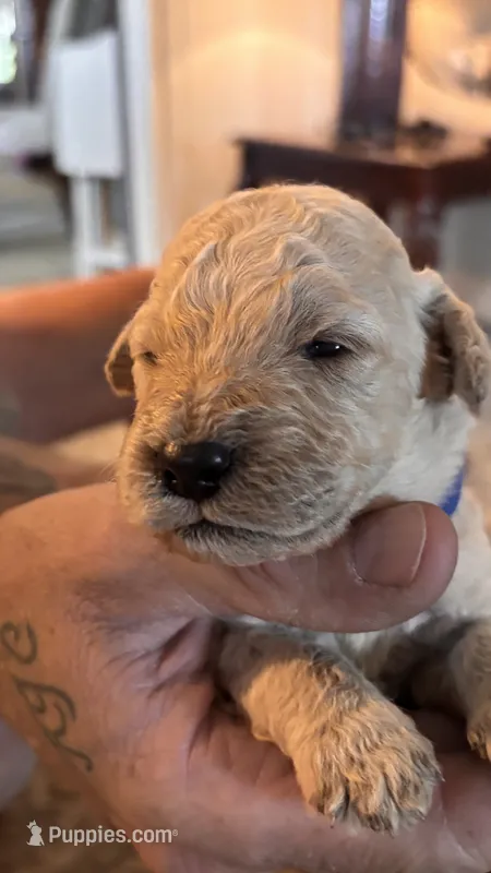 Navy – Miniature Goldendoodle puppy for sale in Groton, NY