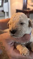 Navy, a male Miniature Goldendoodle for sale in Groton, NY – 1 of 3