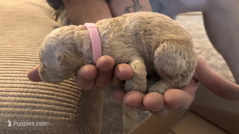Pink – Miniature Goldendoodle puppy for sale in Groton, NY