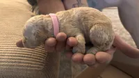 Pink, a female Miniature Goldendoodle for sale in Groton, NY – 1 of 3