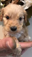 Brown , a female Miniature Goldendoodle for sale in Groton, NY – 6 of 9