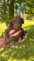 Brown, a female Goldendoodle for sale in Groton, NY – 2 of 9