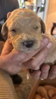White, a male Miniature Goldendoodle for sale in Groton, NY – 2 of 3