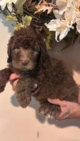 Brown, a female Goldendoodle for sale in Groton, NY – 3 of 9