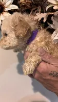 Purple , a female Miniature Goldendoodle for sale in Groton, NY – 5 of 9