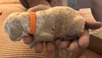 Orange , a female Miniature Goldendoodle for sale in Groton, NY – 3 of 3