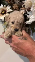 Navy, a male Miniature Goldendoodle for sale in Groton, NY – 4 of 8