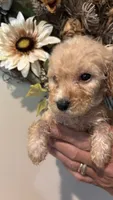 White, a male Miniature Goldendoodle for sale in Groton, NY – 6 of 8